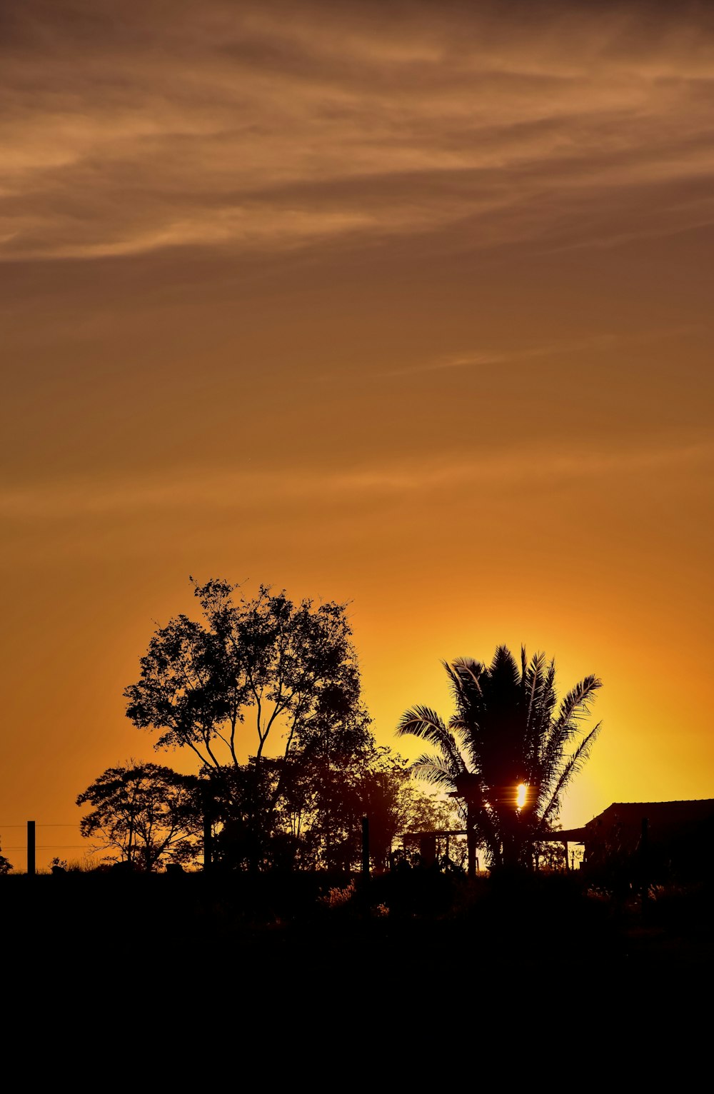 silhouette photo of trees