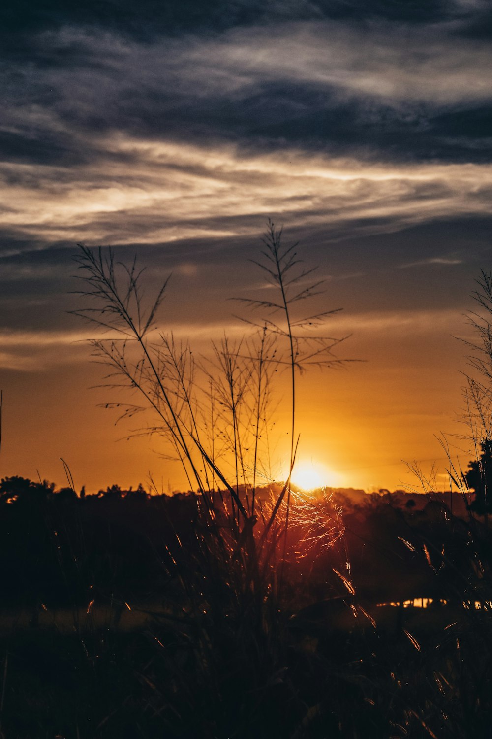 silhouette photography of field