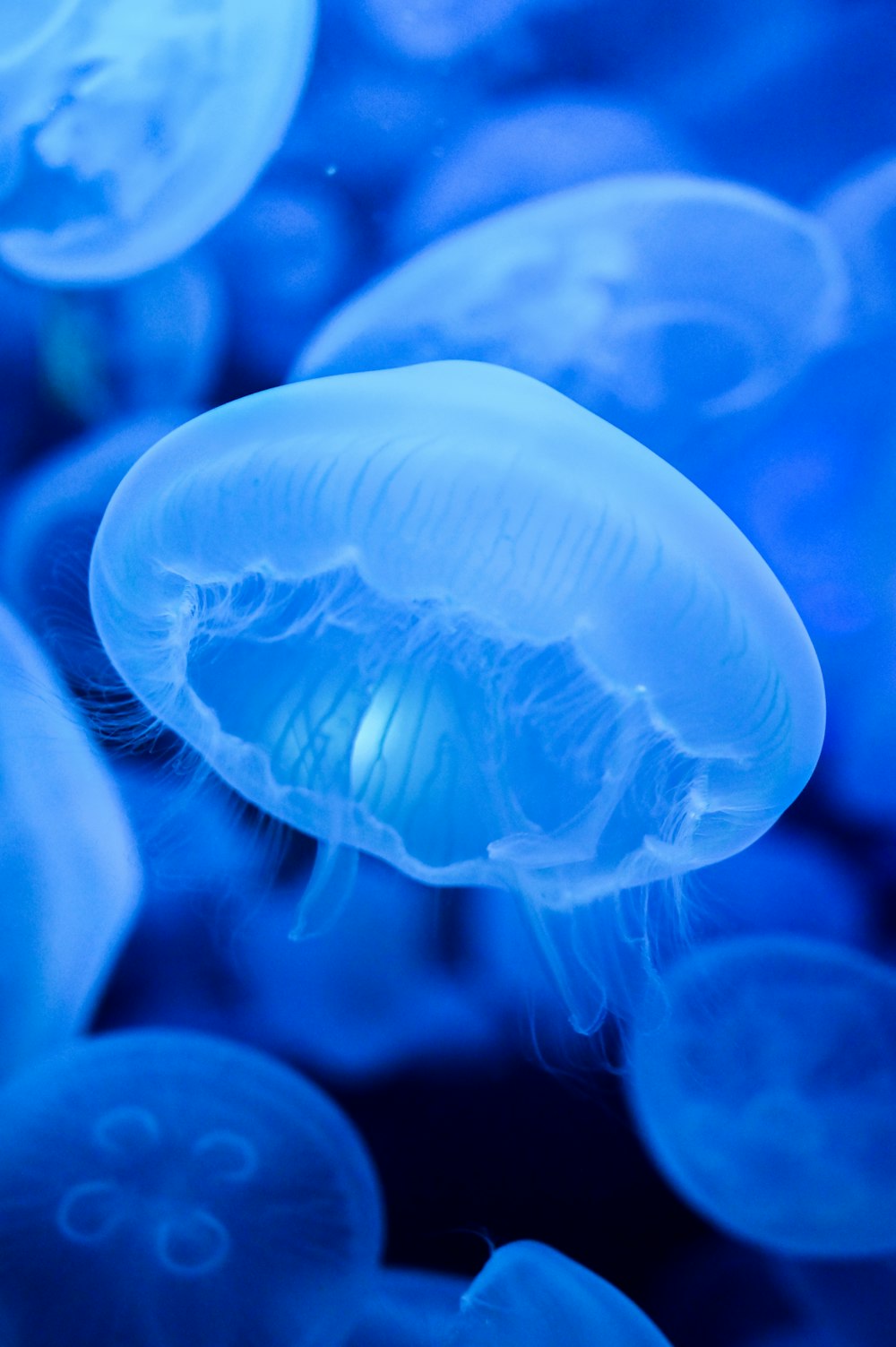 jellyfish