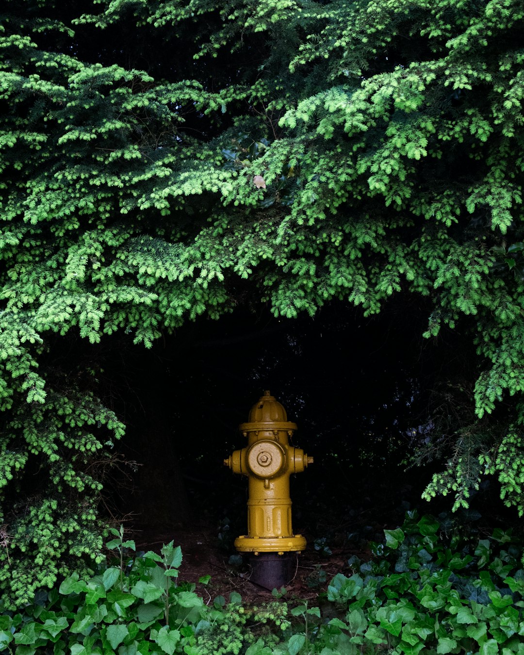 yellow fire hydrant