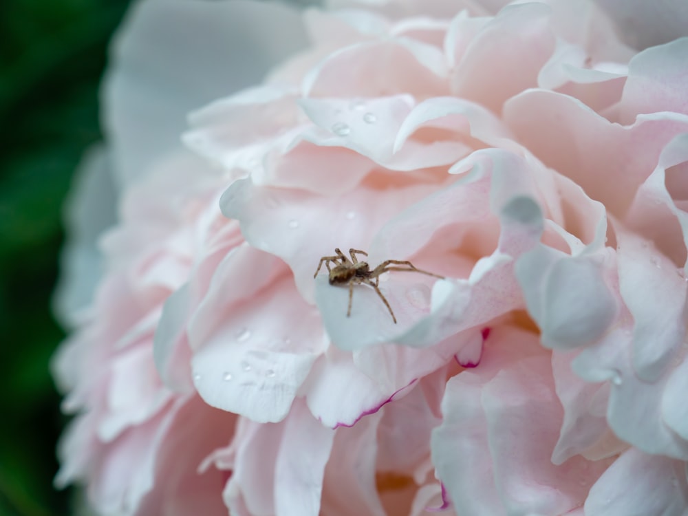 brown spider perched on pink flower