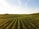 grass field