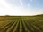 grass field