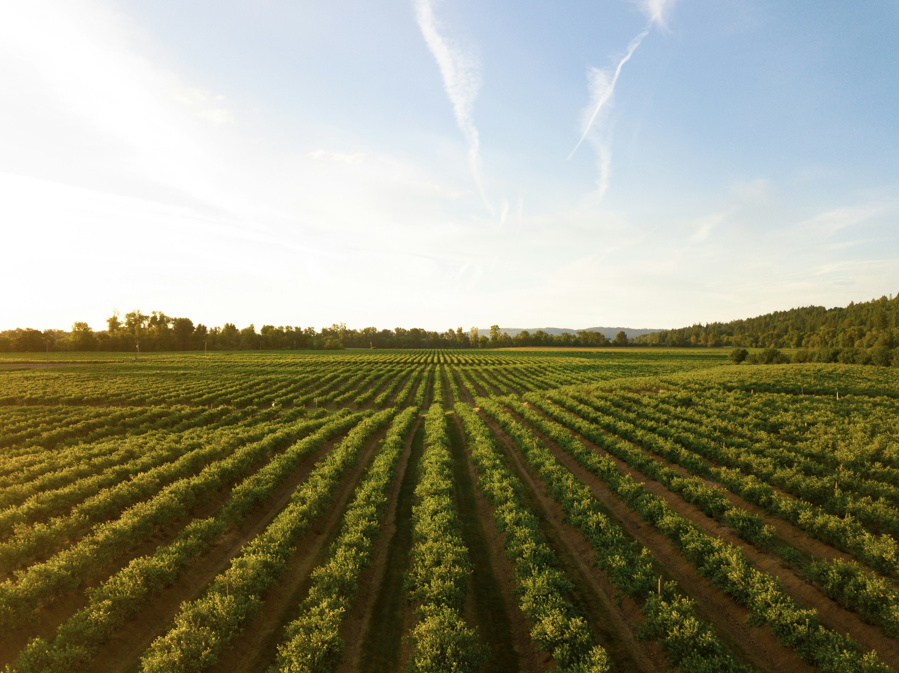 Aerial view of a lush green farm, representing the agricultural sector.