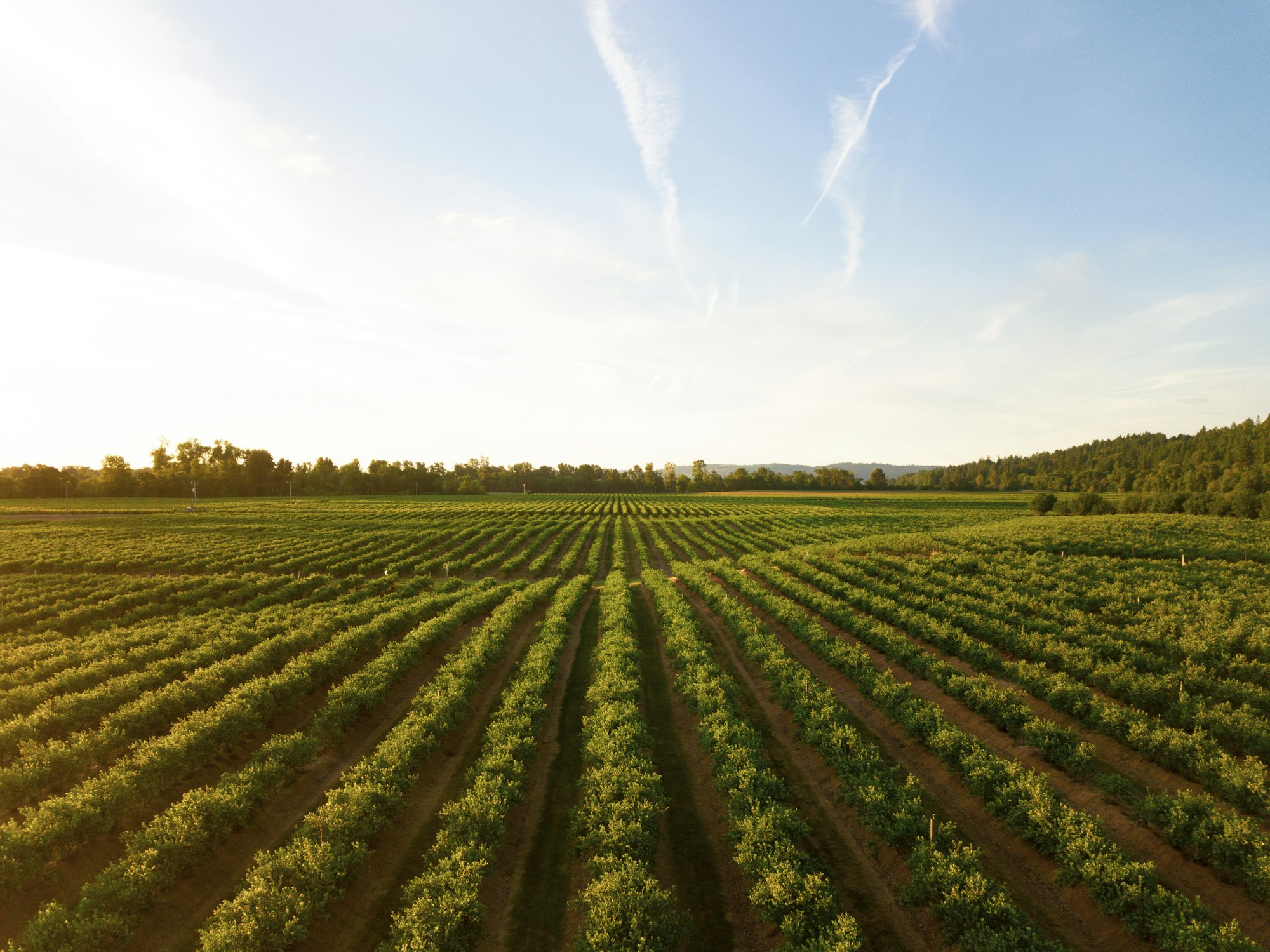 This shot makes me thirsty! I love how this shot turned out. I was about 10 meters above the ground with my Mavic Pro. This is a small winery in the mid-Willamette Valley outside Salem, Oregon. This is one of the biggest wine-producing areas in the country and it makes for some wonderful evening drone flights. 