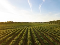 Organic farming