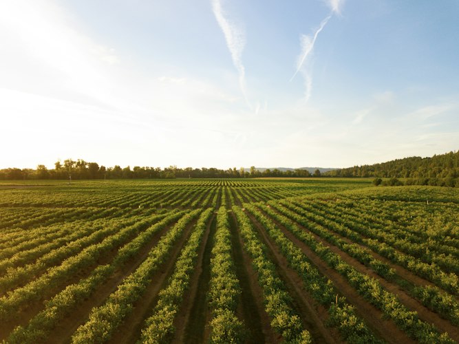 Wide green agricultural field stretching toward the horizon under an open sky
