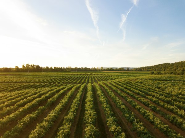 Long straight rows of vines running toward a treeline under an open sky
