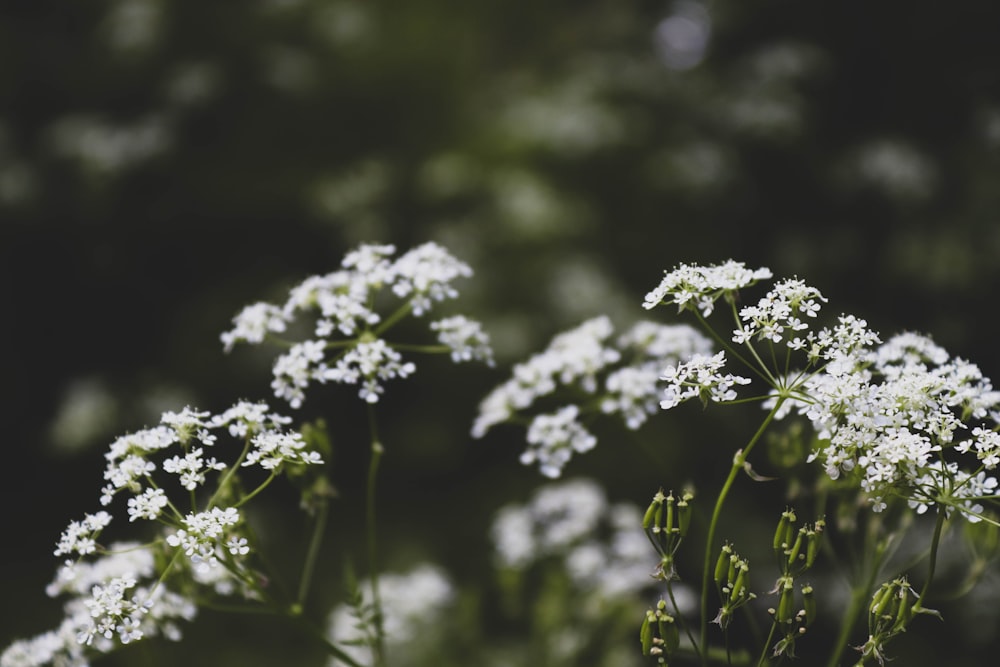 white-petaled flowers