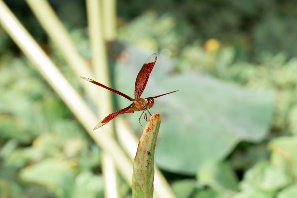 red skimmer perched on lead selective focus photography