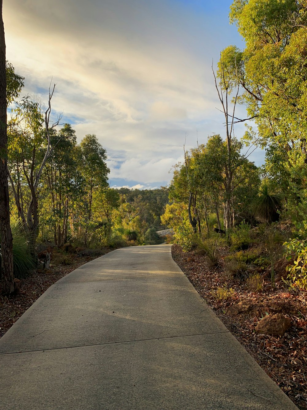 trees near road