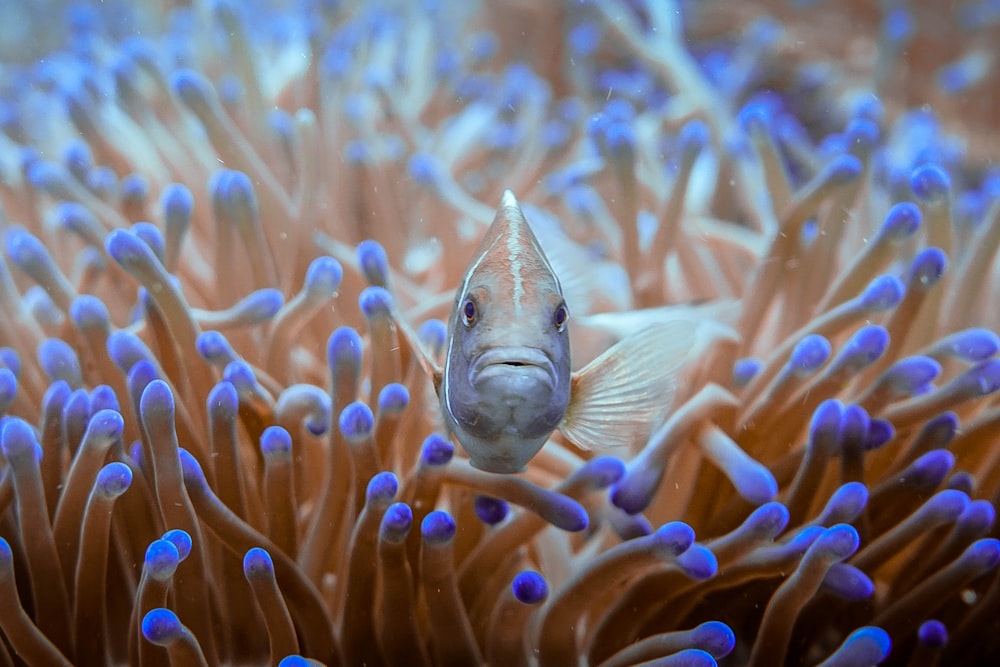 Graue Fische in der Nähe von Korallen