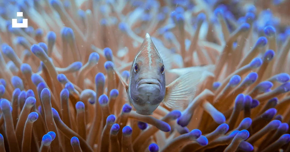 Gray fish near coral photo – Free Nature Image on Unsplash