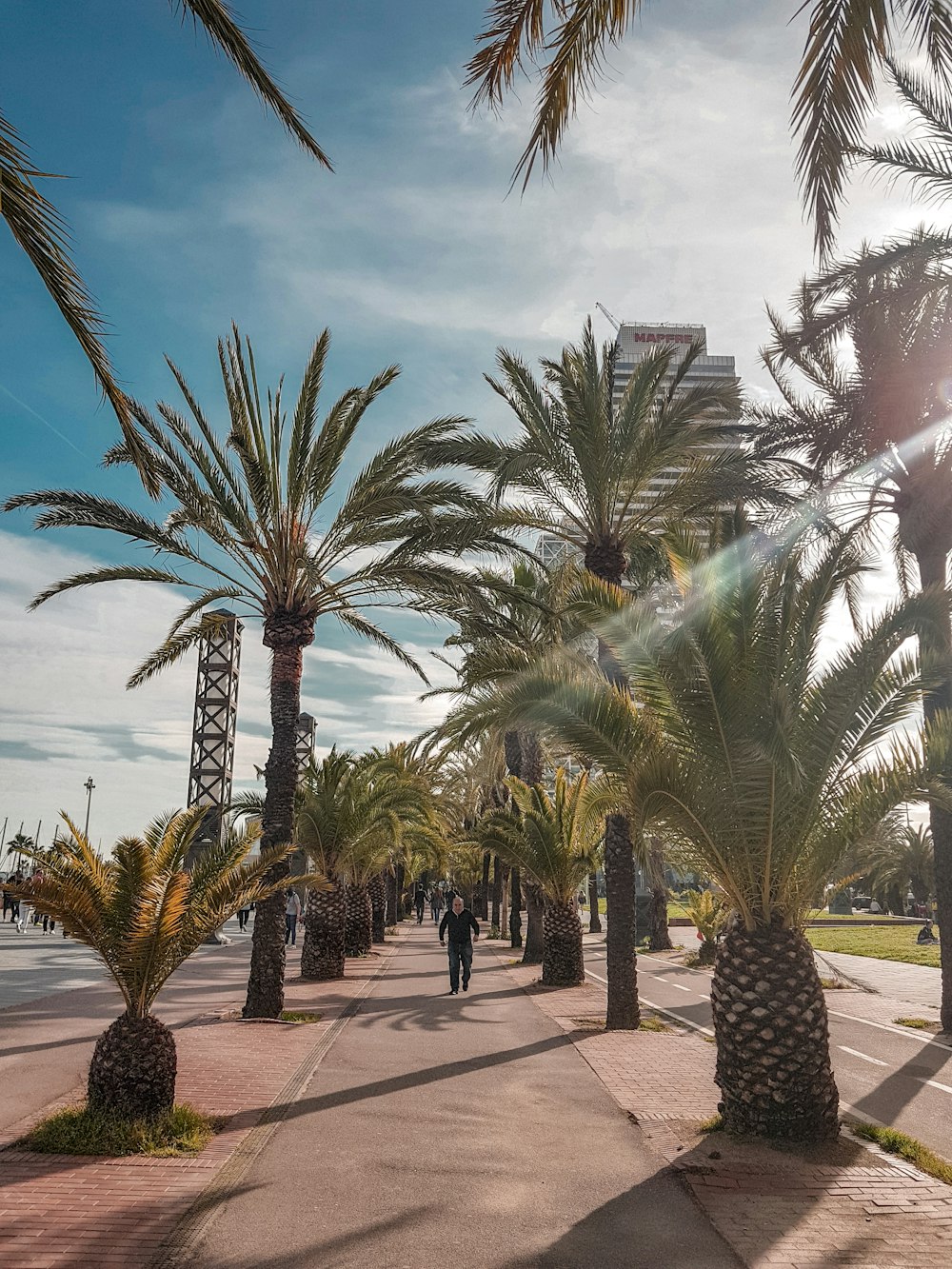 green palm tree