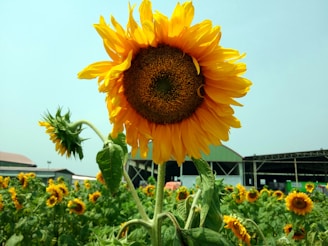 A large sunflower stands prominently in the foreground, surrounded by a field of other sunflowers. The bright yellow petals contrast with its brown center. In the background, there are structures resembling farm buildings under a clear blue sky.