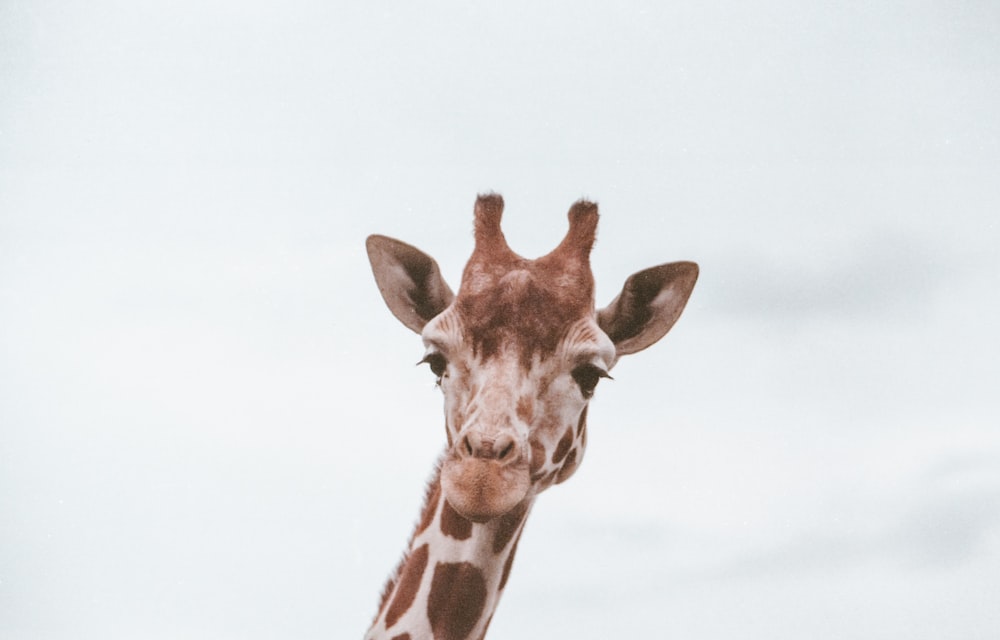 selective focus photo of giraffe