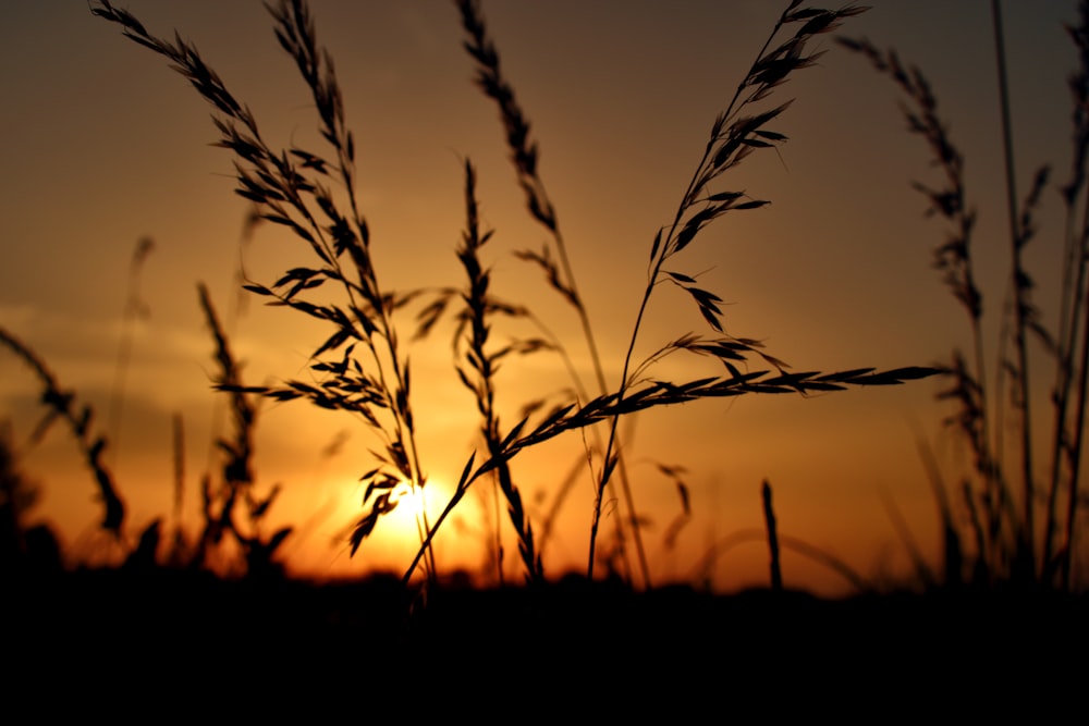 grass at sunset