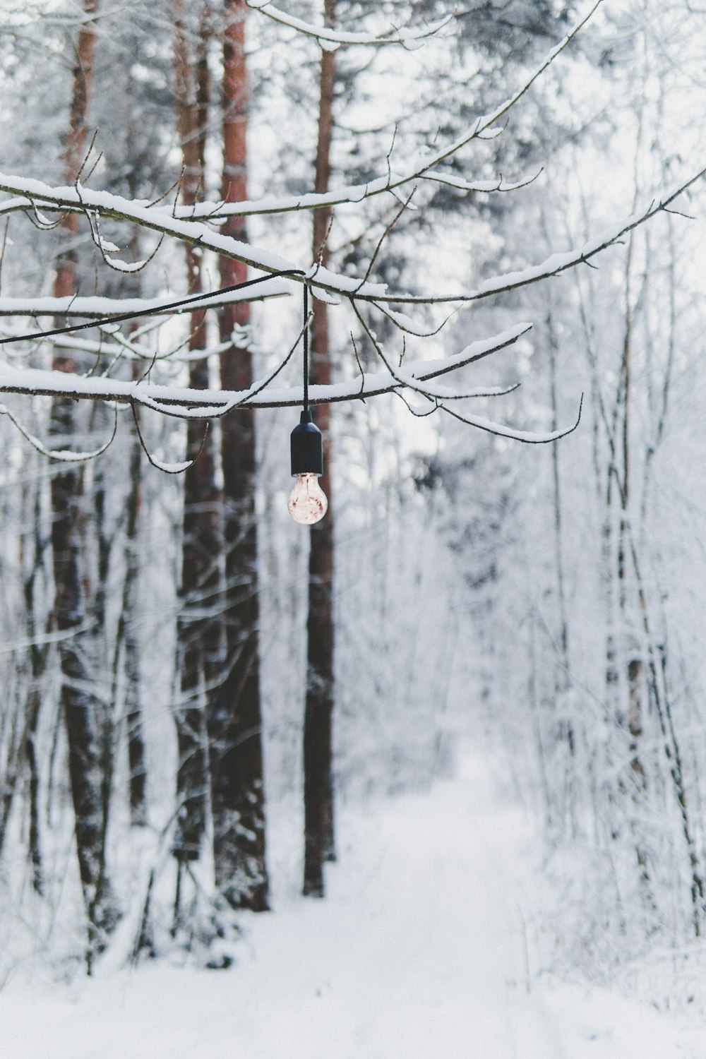 light bulb hanging on tree branch in snow covered woods
