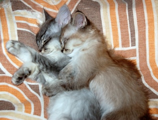 Two kittens snuggling together on a soft blue rug.