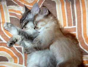 Two fluffy kittens snuggled together inside a soft pet bed, looking content and relaxed.