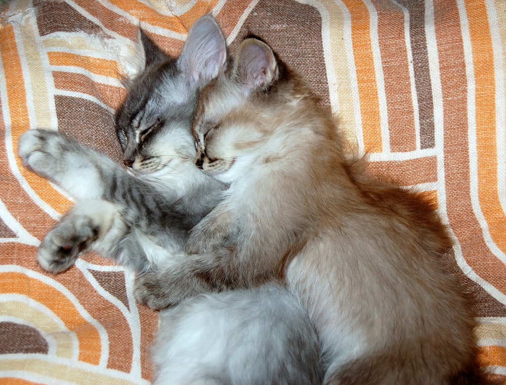 two brown and black kittens