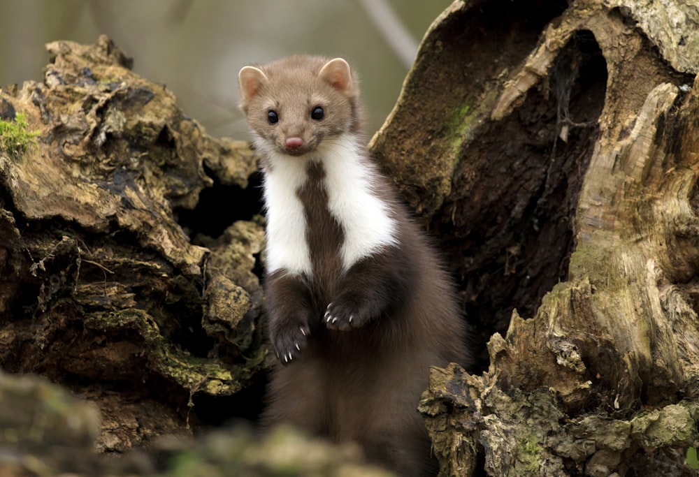 white and brown ferret on brown tree bark