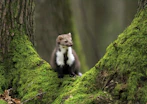 white and brown long-fur animal