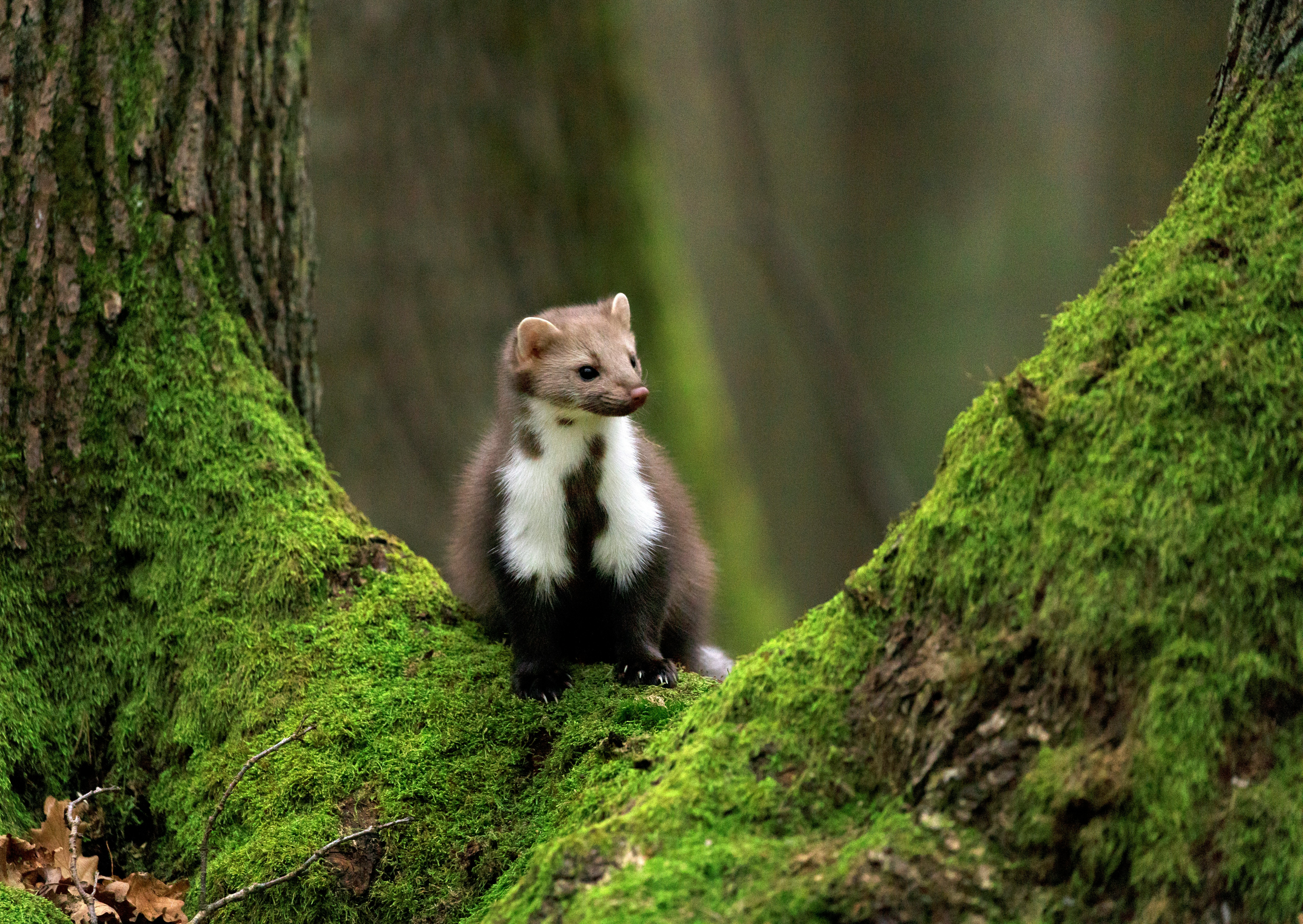 white and brown long-fur animal