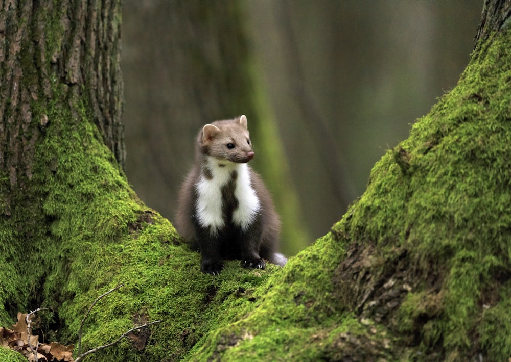 white and brown long-fur animal