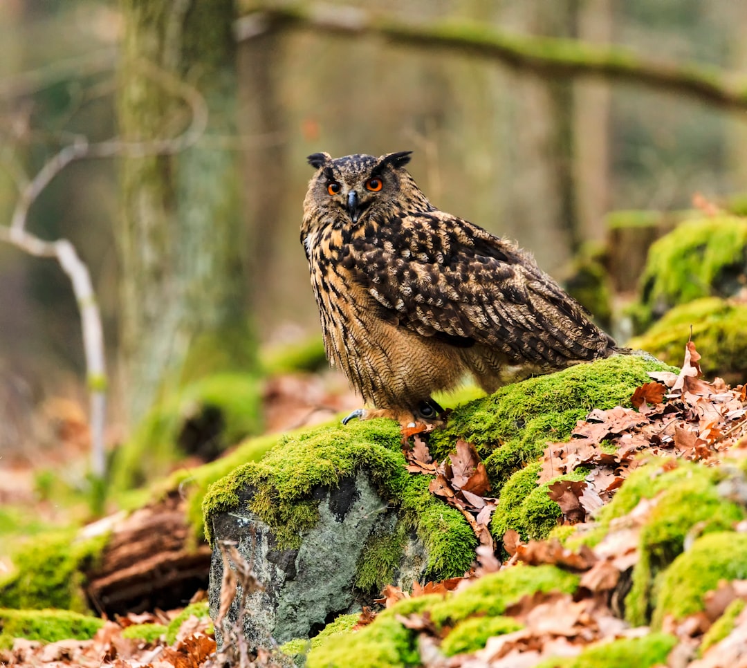 brown and yellow owl on green grass