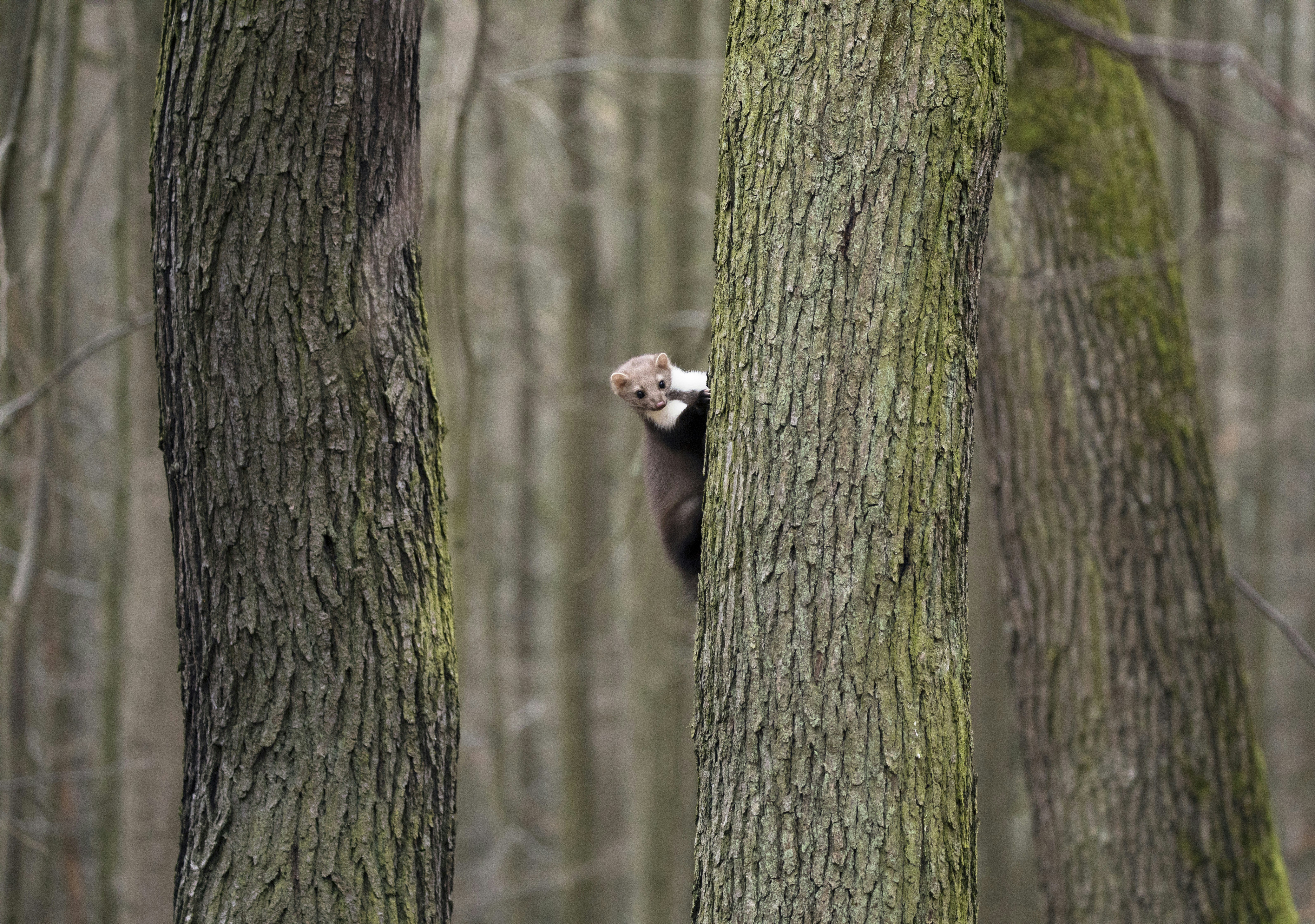 Nagetiere klettern auf Baum
