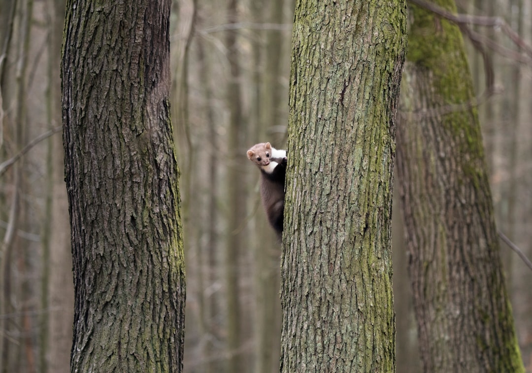 rodent climbing on tree