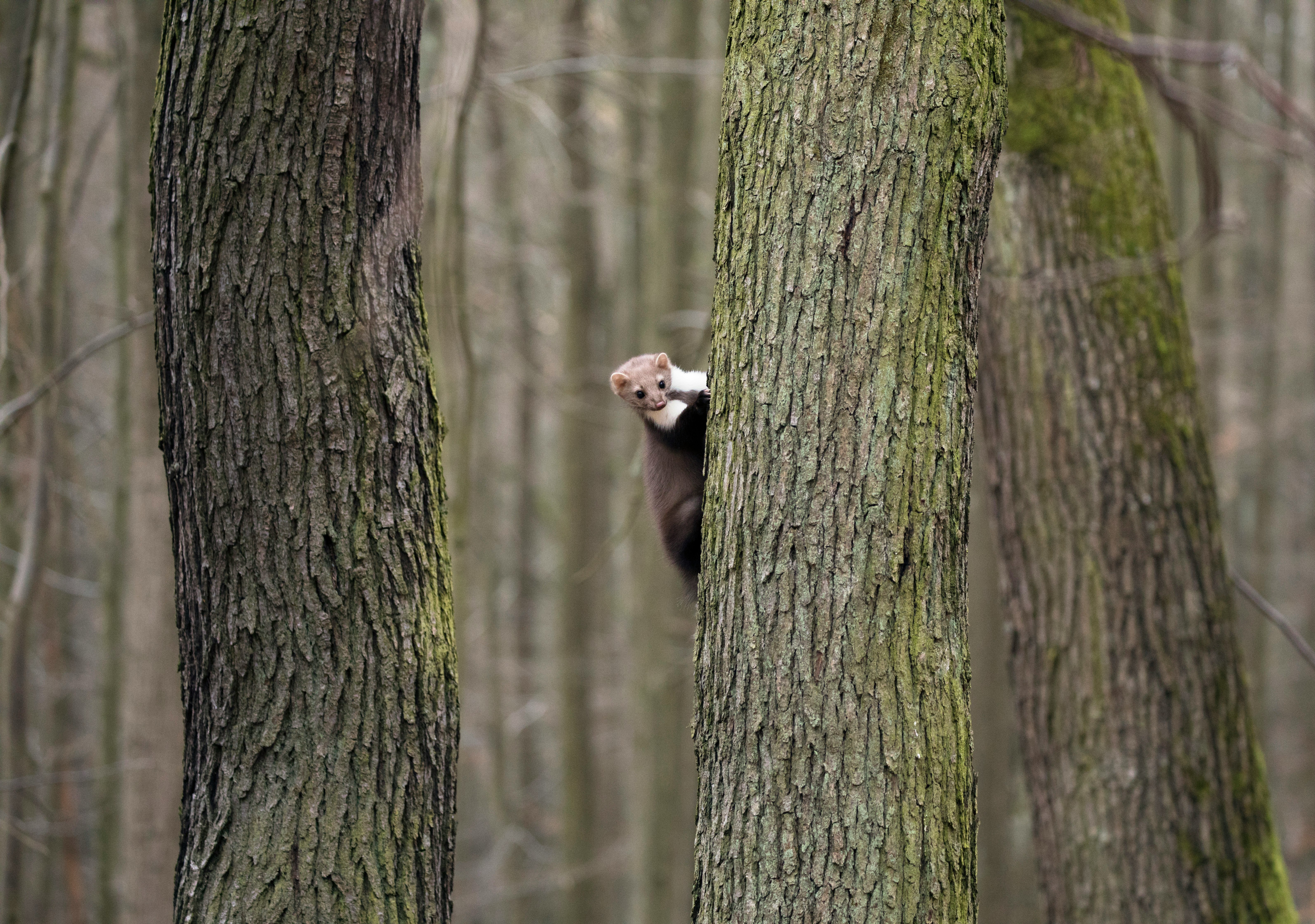 rodent climbing on tree