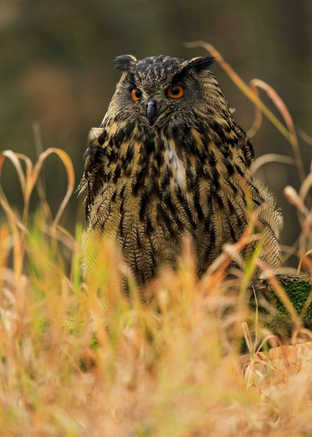 shallow focus photography of brown and black owl