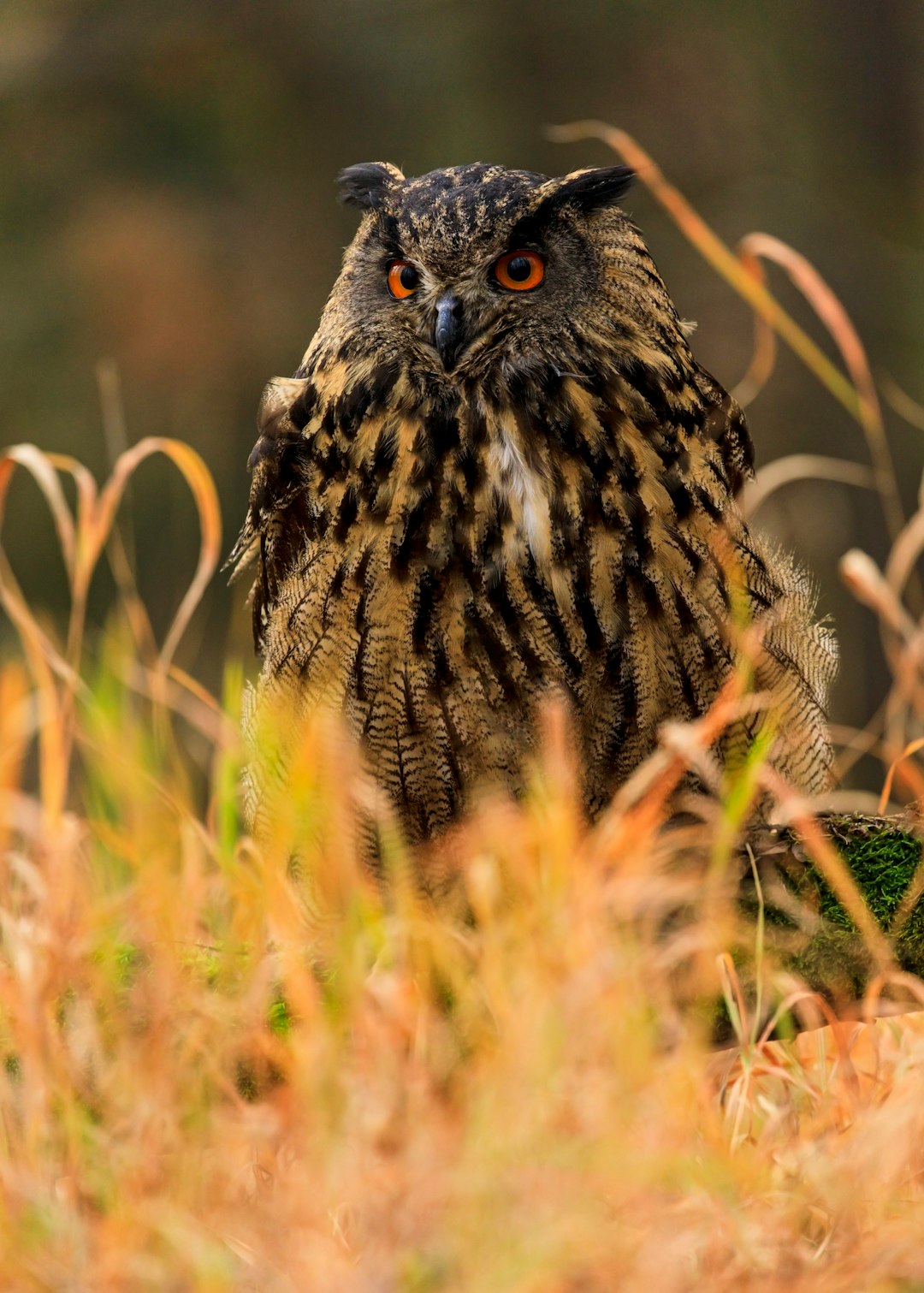 shallow focus photography of brown and black owl