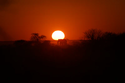 A majestic elephant silhouetted against a golden African sunset on the savanna.