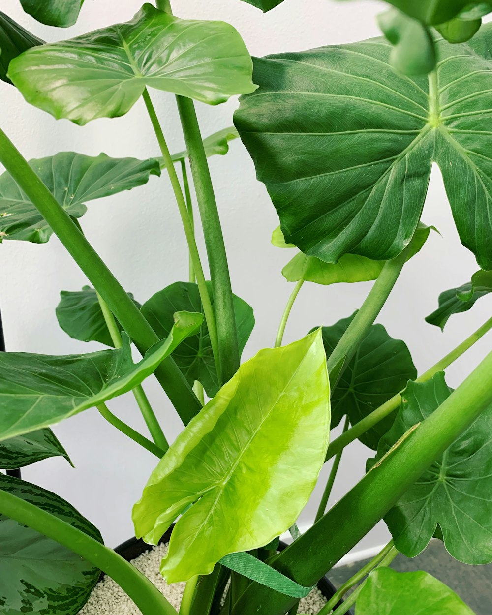 green-leafed plant