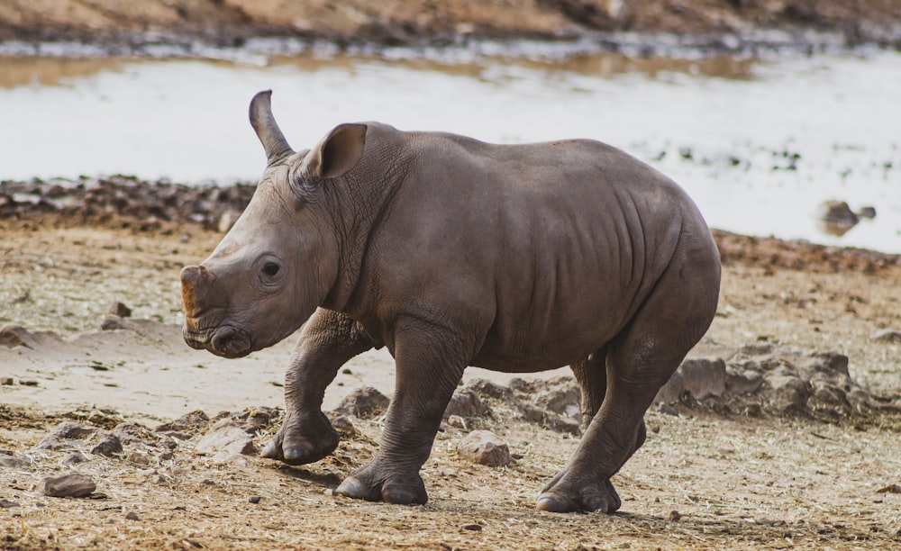rhinocéros brun pendant la journée