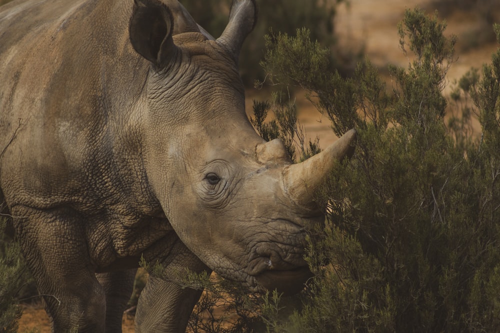 brown rhino standing near grass