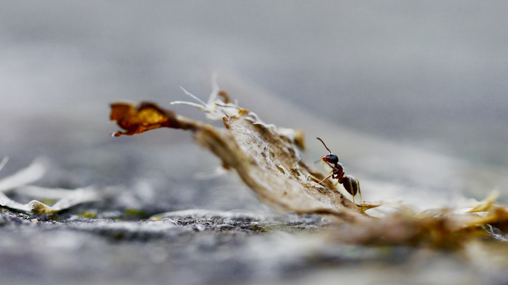 macro photo of ants