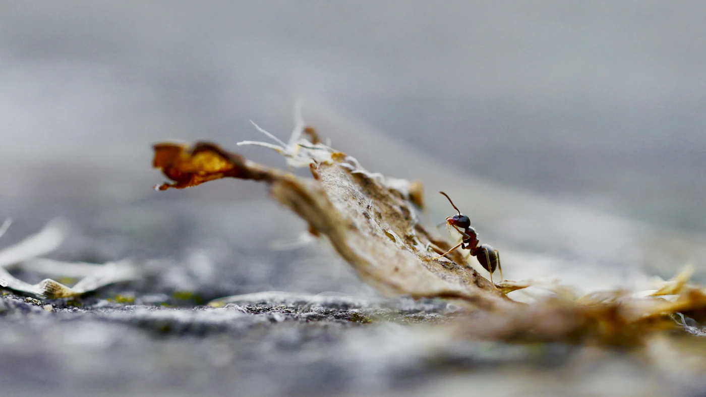 Fourmis photographiées en macro