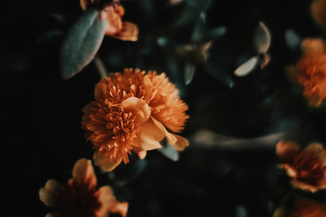 selected-focus of orange flower