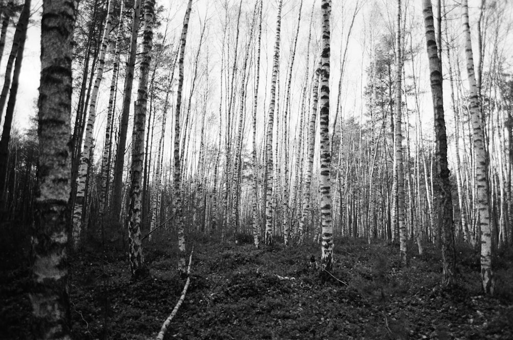 grayscale photo of trees