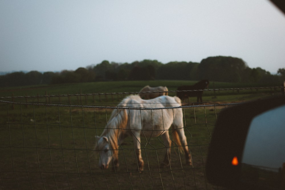 horses in pasture