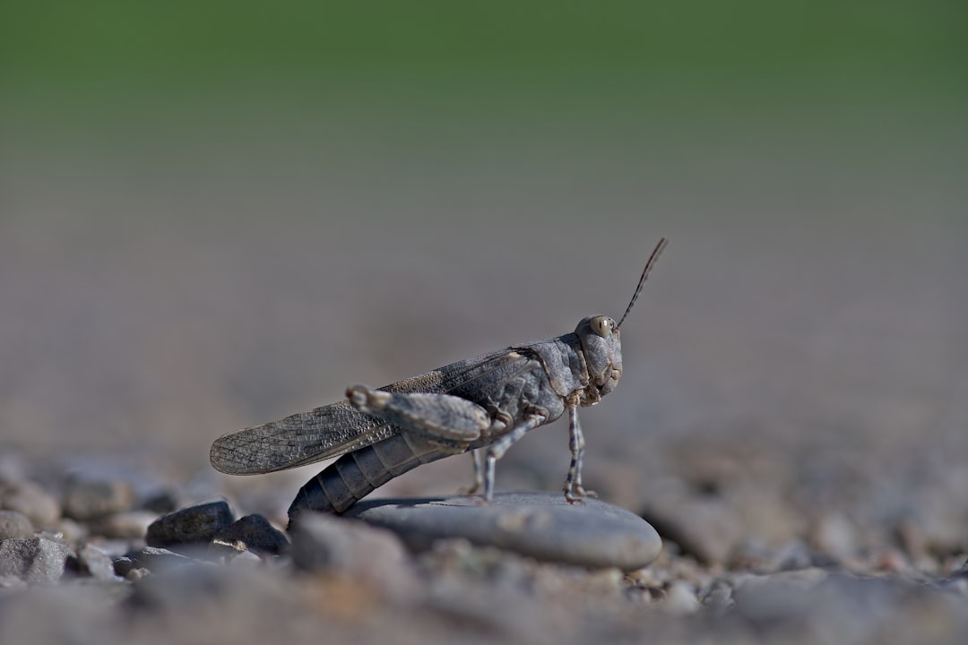 selected focus green grasshopper