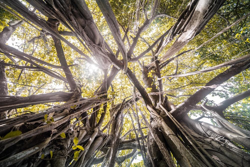 Scenario di alberi spogli