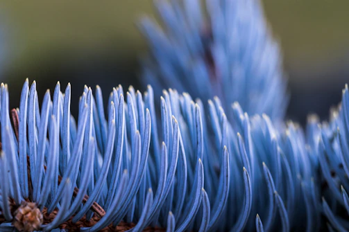 Close-up of golden pineflow ingredient powder with a subtle blue background highlighting its texture.