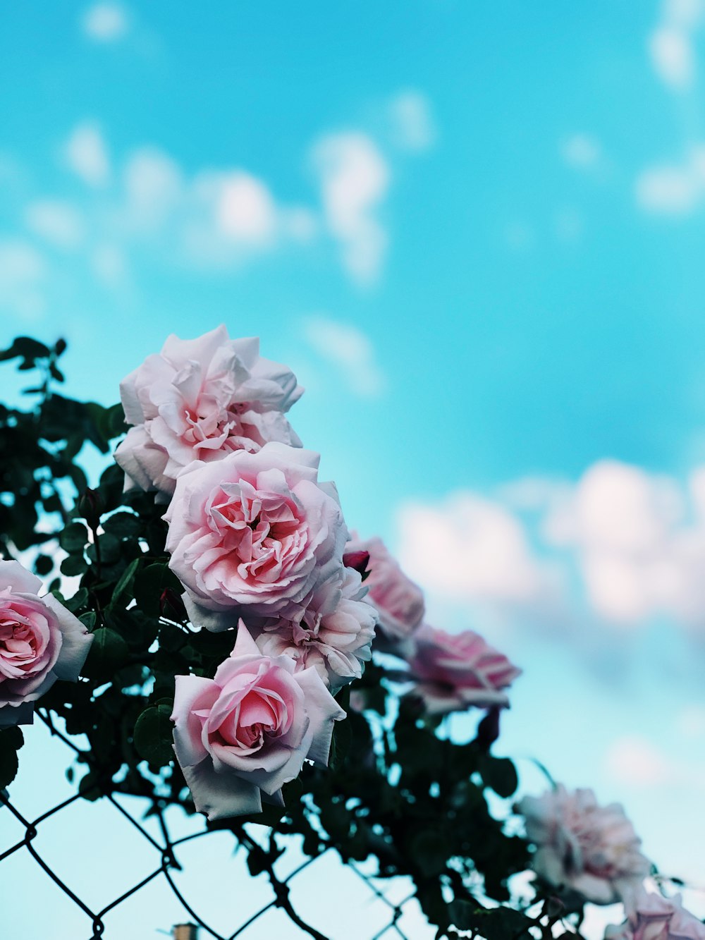 pink roses on chainlink fence