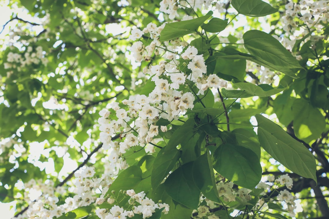 white flowering tree in bloom