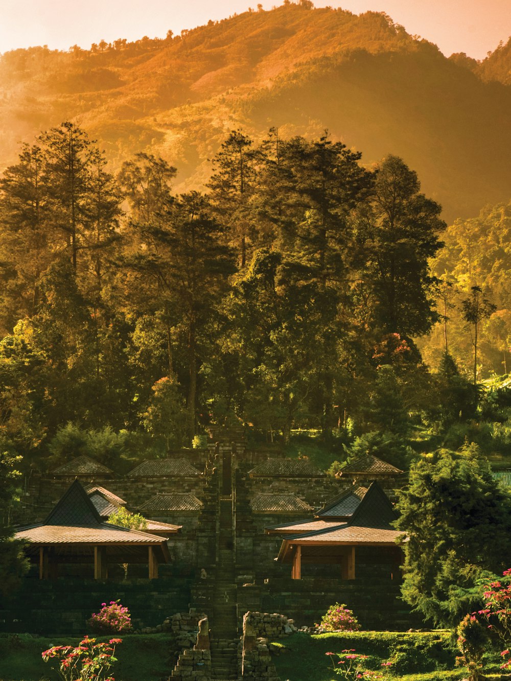 houses surrounded with tall and green trees view